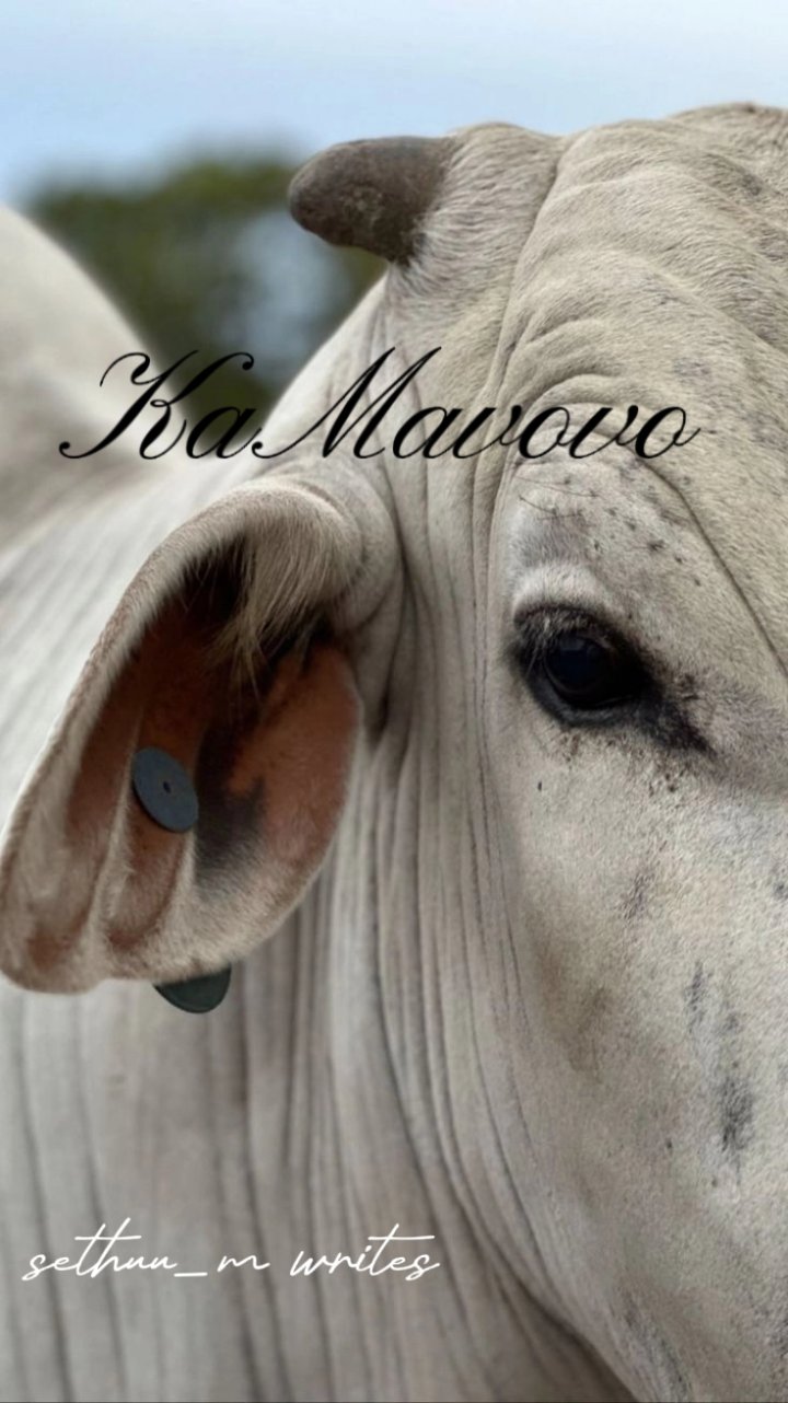 KaMavovo cover